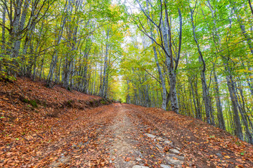 Autumn Colors. Pathway in the autumn forest.