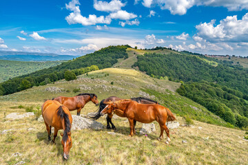 Fototapeta na wymiar Horses on a summer pasture in the mountains