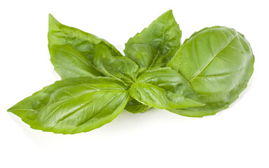 sweet basil herb leaves isolated on white background. Genovese basil leaf.