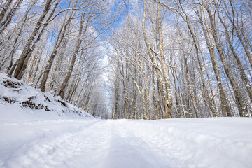 Snow Covered Winter Pathway