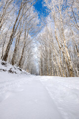 Winter Landscape. Snow Covered Winter Pathway.
