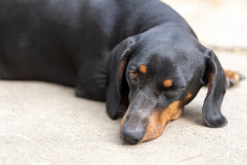 Black dachshund laying on the concrete