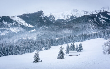 Fototapeta na wymiar Snowy valley - Kalatówki, Tatra Mountains, Poland