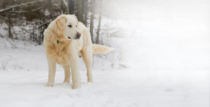 Beautiful adult white big dog ( Slovak cuvac ) in a snowy country. Banner photo.