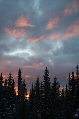 scenic colourful sunset of sky with pink blue and purple clouds  lodge pole pine trees in foreground silhouetted
