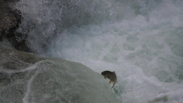 Atlantic salmon trying to remote the strong streams of the river in search of the spawning place. Wild nature concept
