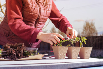 The hand of a young woman are planting the seedlings into containers with the soil.