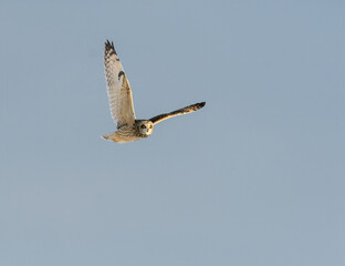 Short-eared Owl in Flight on Blue Sky in Winter