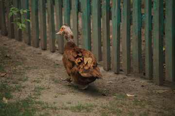 duck walks along the fence

