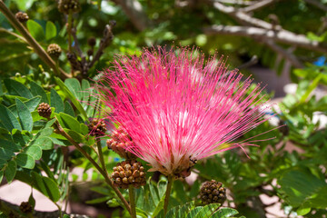 Pink Powder-Puff Blume (Schmetterlingsblütler) mit pinken blühten vor grünem Hintergrund
