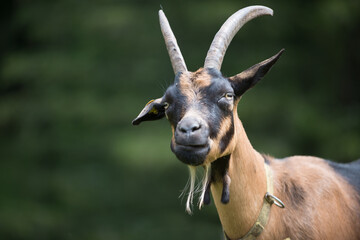 Capra alpina francese al pascolo