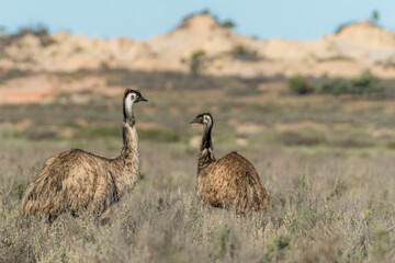 two Emus having social hour in the bushland