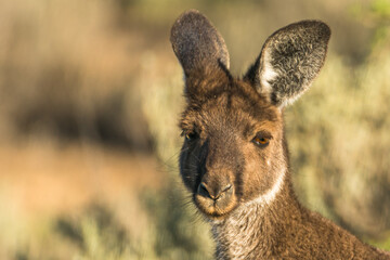 closeup of a grey or red kangaroo looking innocent