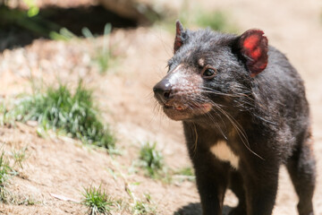 Tasmanian Devil in the brush