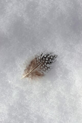 Single Bird Feather Lying on the Snow. Decorative Brown and Black Feather with Tiny White Dots.