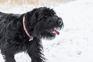 Giant schnauzer dog with black fur running and jumping towards camera in winter with snow in fog...
