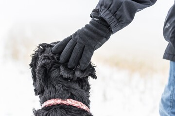 Riesenschnauzer Hund bekommt lob vom Herrchen der die Hand auf dem Kopf legt und das schwarze Fell...
