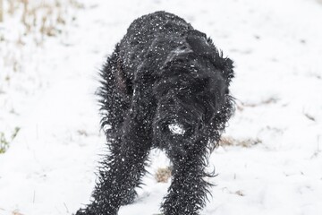 Riesenschnauzer Hund mit schwarzem Fell spielt und wälzt sich im Schnee im Winter und Nebel Wetter, Deutschland