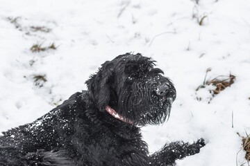 Riesenschnauzer Hund mit schwarzem Fell spielt und wälzt sich im Schnee im Winter und Nebel Wetter, Deutschland