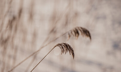 Pampas grass outdoor in light pastel colors. Dry reeds boho style. Abstract natural background
