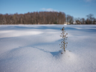 Trieb im Schnee