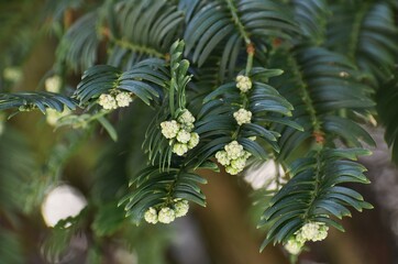 Obraz premium Close up of Fir branches wiyh buds, in the park.