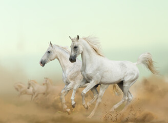 two arabian stallions running in desert with herd