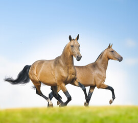 Beautiful akhal-teke horses running wild