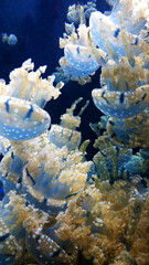 Lots of cute little blue white jellyfish in an aquarium