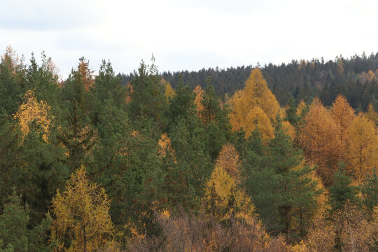 Amazing view of a thick forest with colorful trees in autumn - perfect for wallpapwe