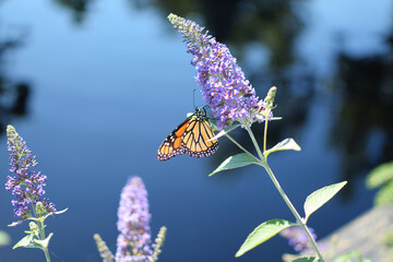 Montreal, Quebec, Canada: Wings of a Monarch Butterfly, poking out behind purple flower at the Montreal Botanical Garden