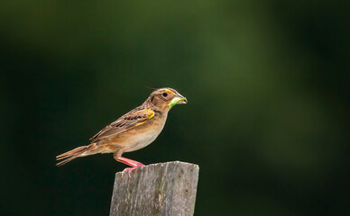 Grasshopper Sparrow perched on fence post with grasshopper in beak