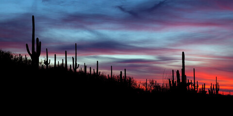 Pink and blue sky in Saguaro National Park