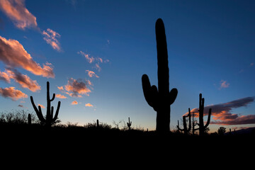 Dusk with cacti in Saguaro National Park