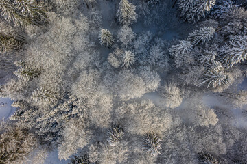 Winter Wald