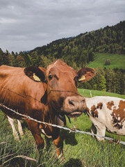 cows in a meadow