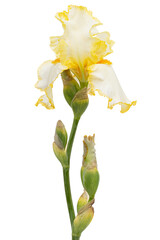 Naklejka na ściany i meble Yellow flower of iris, isolated on white background