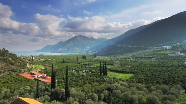 Orange trees olive orchard plantations green wide landscape farm agriculture valley bay panorama skyline aerial forward motion