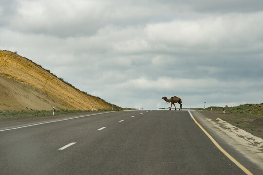 Camel crossing the asphalt road