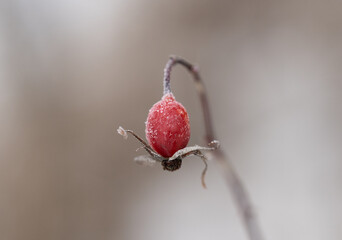 Single red frosty rose hip bud in winter isolated against a silky smooth background