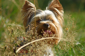 Pies  Yorkshire, wesoły, spacer, lato łąka, psinka, ssak, zwierzak, dog,Yorkshire dog, cheerful,...