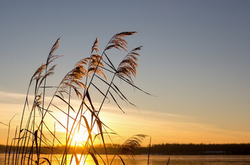 Golden reed grass on a yellow sunset background. Pampas grass on the lake, reed layer, reed seeds. Horizontal photo.