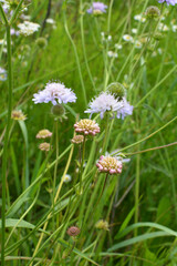 In nature, Knautia arvensis grows among grasses