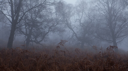 Gesta mgła gory, drzewa,brzozy Glen Lyon5 - obrazy, fototapety, plakaty