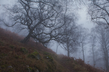 Gesta mgła gory,brzozy we mgle Glen Lyon4