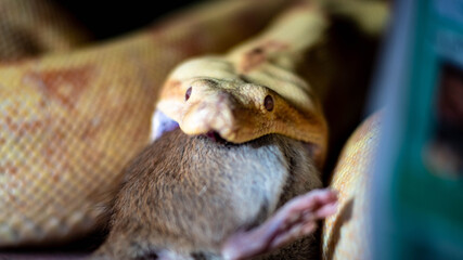 boa constrictor eats a rat. high quality close up photo