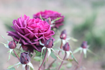 Wonderful rose bush flower in selective focus