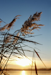 Golden reeds on the lake sway in the wind against the blue sky. Pampas grass on the lake, reed layer, reed seeds. Beautiful pattern with neutral colors. Selective focus.Focus on the central subject.