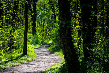 Obraz premium Footpath going through the green forest. Sun shining in forest.