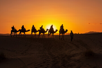 A group of tourist led by a local beduin guide riding camels to the desert camp in Sahara . Sunset , golden hour - obrazy, fototapety, plakaty